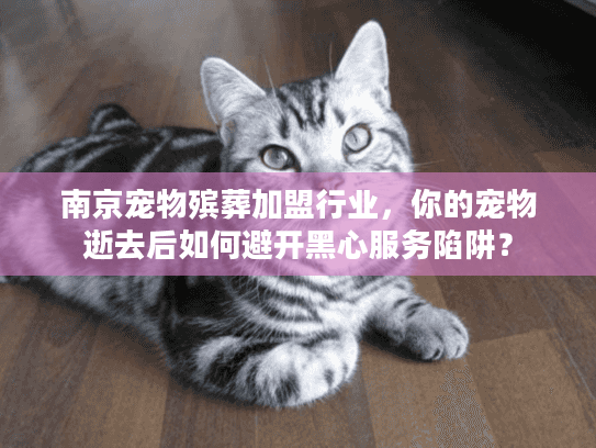 南京宠物殡葬加盟行业，你的宠物逝去后如何避开黑心服务陷阱？