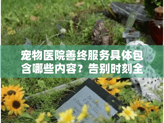 宠物医院善终服务具体包含哪些内容？告别时刻全流程解析