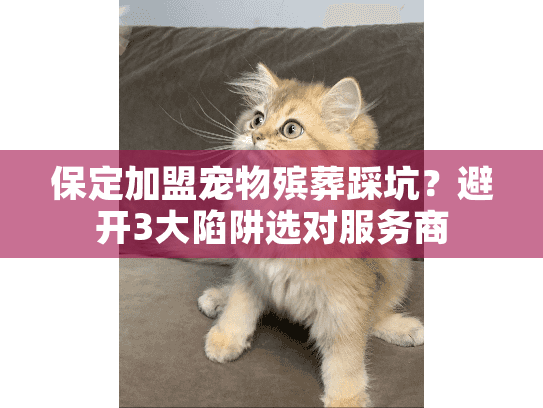 保定加盟宠物殡葬踩坑？避开3大陷阱选对服务商