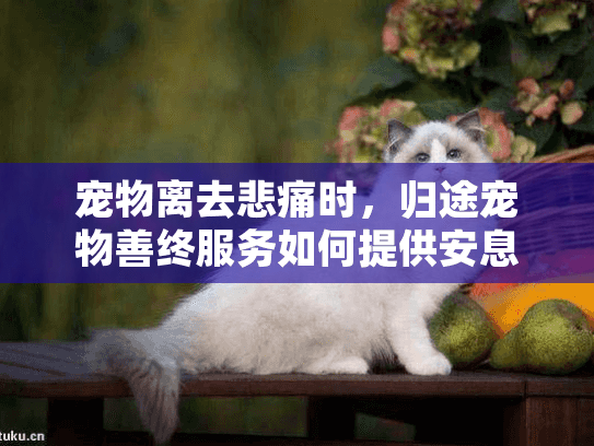 宠物离去悲痛时，归途宠物善终服务如何提供安息之路？