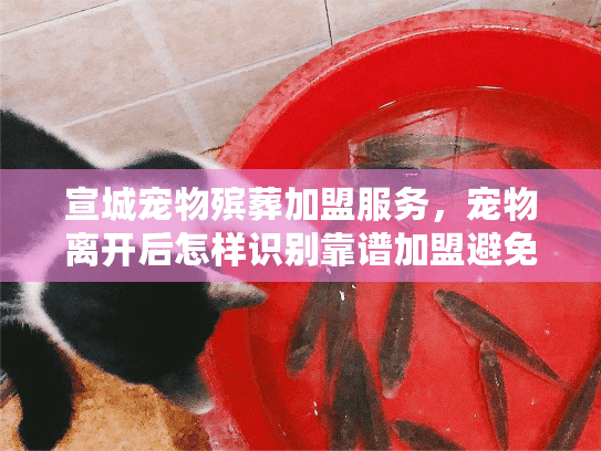 宣城宠物殡葬加盟服务,宠物离开后怎样识别靠谱加盟避免血泪教训? 宣城宠物殡葬加盟服务,宠物离开后怎样识别靠谱加盟避免血泪教训?