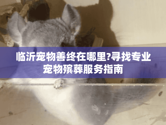 临沂宠物善终在哪里?寻找专业宠物殡葬服务指南