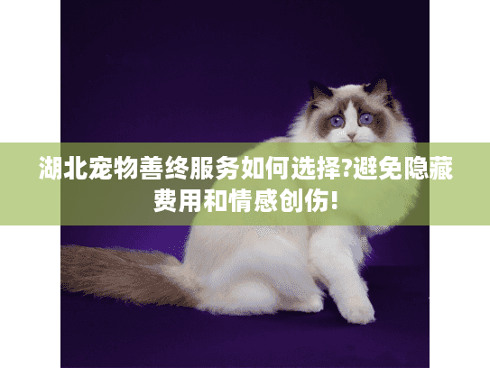湖北宠物善终服务如何选择?避免隐藏费用和情感创伤!