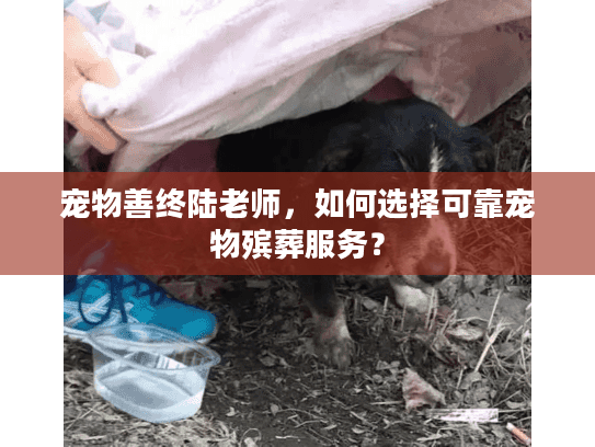 宠物善终陆老师，如何选择可靠宠物殡葬服务？