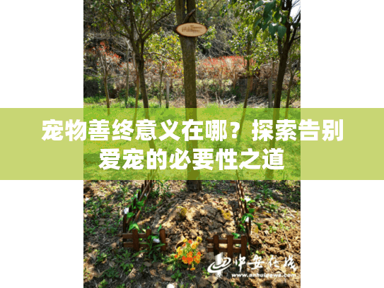 宠物善终意义在哪？探索告别爱宠的必要性之道