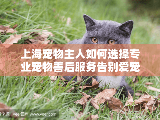 上海宠物主人如何选择专业宠物善后服务告别爱宠？