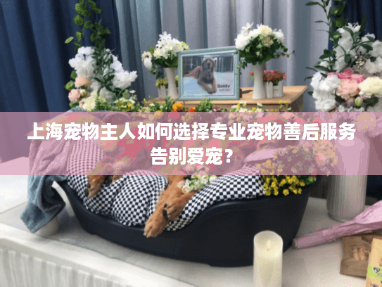 上海宠物主人如何选择专业宠物善后服务告别爱宠？