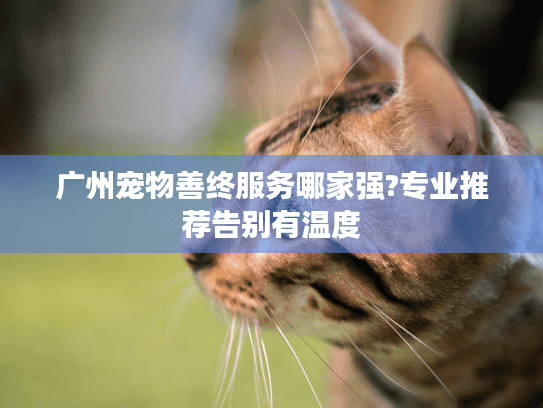 广州宠物善终服务哪家强?专业推荐告别有温度