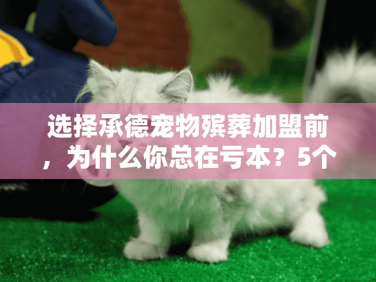 选择承德宠物殡葬加盟前，为什么你总在亏本？5个关键痛点解析