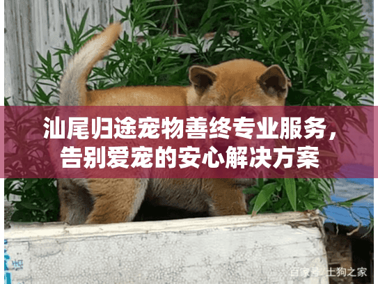 汕尾归途宠物善终专业服务，告别爱宠的安心解决方案