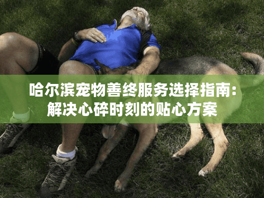 哈尔滨宠物善终服务选择指南:解决心碎时刻的贴心方案