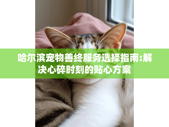 哈尔滨宠物善终服务选择指南:解决心碎时刻的贴心方案