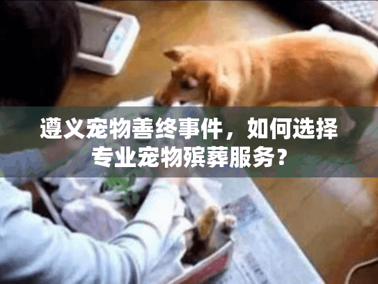 遵义宠物善终事件，如何选择专业宠物殡葬服务？