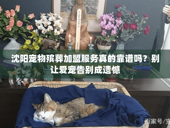 沈阳宠物殡葬加盟服务真的靠谱吗？别让爱宠告别成遗憾