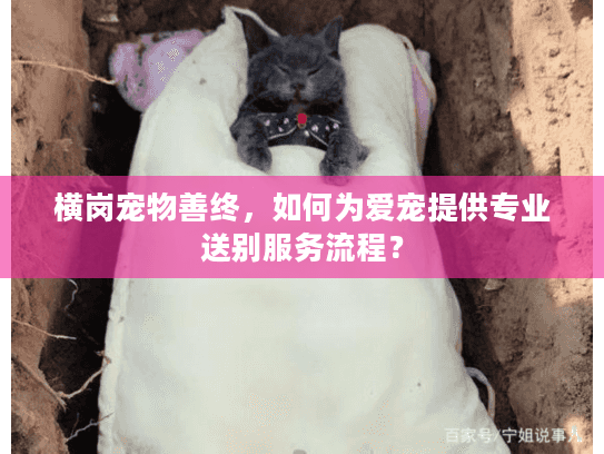 横岗宠物善终，如何为爱宠提供专业送别服务流程？