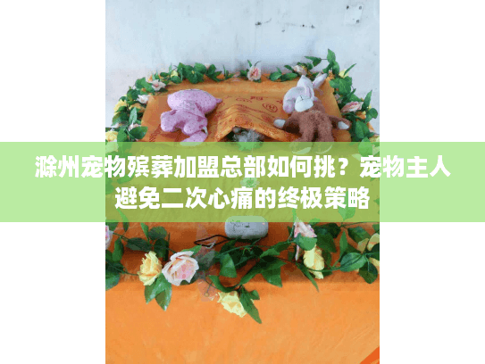 滁州宠物殡葬加盟总部如何挑？宠物主人避免二次心痛的终极策略