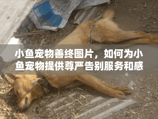 小鱼宠物善终图片，如何为小鱼宠物提供尊严告别服务和感人照片？