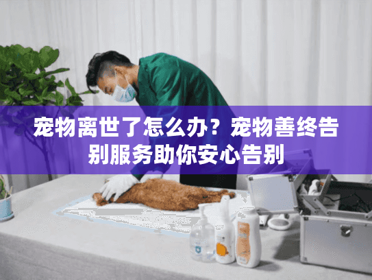宠物离世了怎么办？宠物善终告别服务助你安心告别