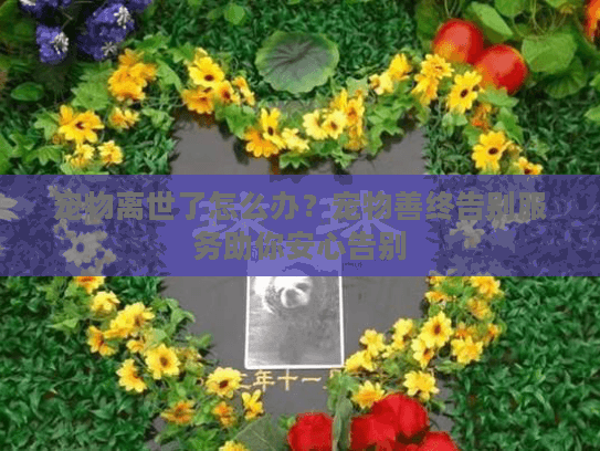 宠物离世了怎么办？宠物善终告别服务助你安心告别