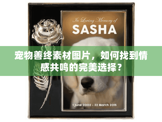 宠物善终素材图片，如何找到情感共鸣的完美选择？