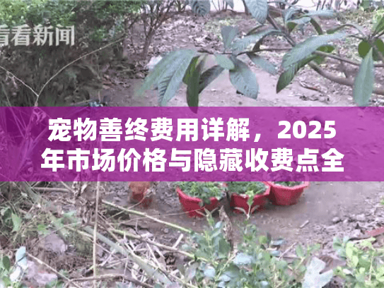 宠物善终费用详解，2025年市场价格与隐藏收费点全解析