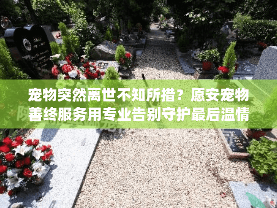 宠物突然离世不知所措？愿安宠物善终服务用专业告别守护最后温情
