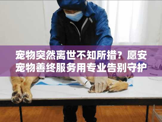 宠物突然离世不知所措？愿安宠物善终服务用专业告别守护最后温情