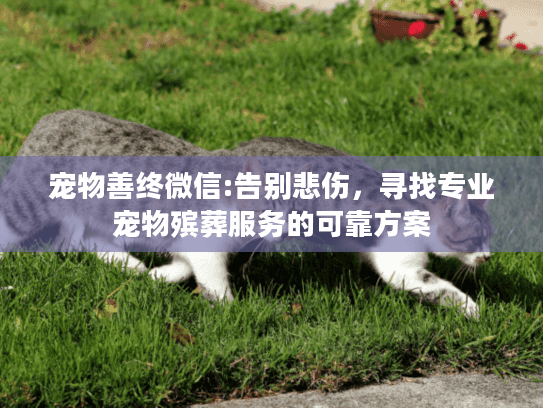 宠物善终微信:告别悲伤，寻找专业宠物殡葬服务的可靠方案