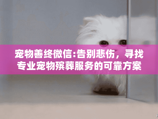 宠物善终微信:告别悲伤，寻找专业宠物殡葬服务的可靠方案