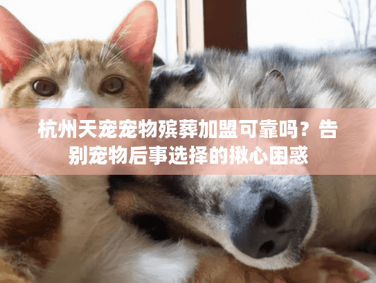 杭州天宠宠物殡葬加盟可靠吗？告别宠物后事选择的揪心困惑