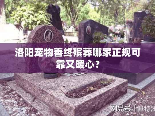 洛阳宠物善终殡葬哪家正规可靠又暖心？