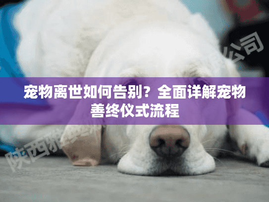 宠物离世如何告别？全面详解宠物善终仪式流程