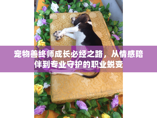 宠物善终师成长必经之路，从情感陪伴到专业守护的职业蜕变