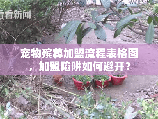 宠物殡葬加盟流程表格图,加盟陷阱如何避开? 宠物殡葬加盟流程表格图,加盟陷阱如何避开?