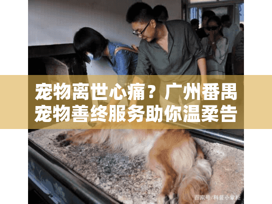 宠物离世心痛？广州番禺宠物善终服务助你温柔告别