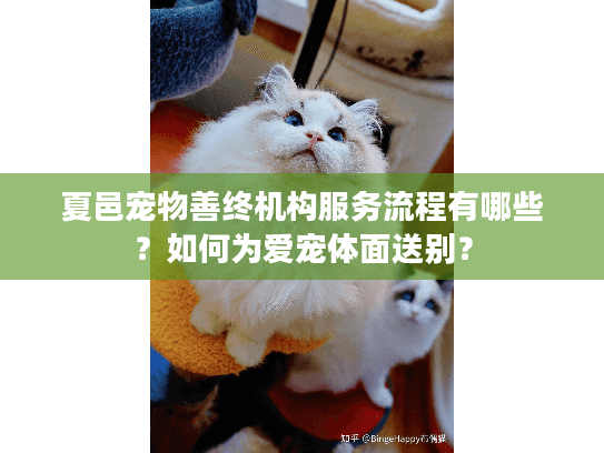 夏邑宠物善终机构服务流程有哪些？如何为爱宠体面送别？