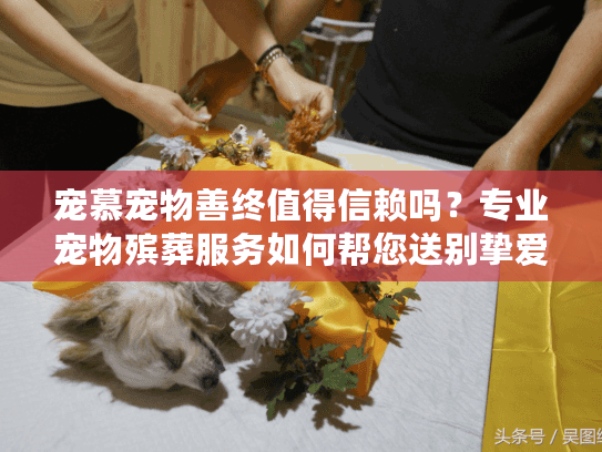 宠慕宠物善终值得信赖吗？专业宠物殡葬服务如何帮您送别挚爱伴侣