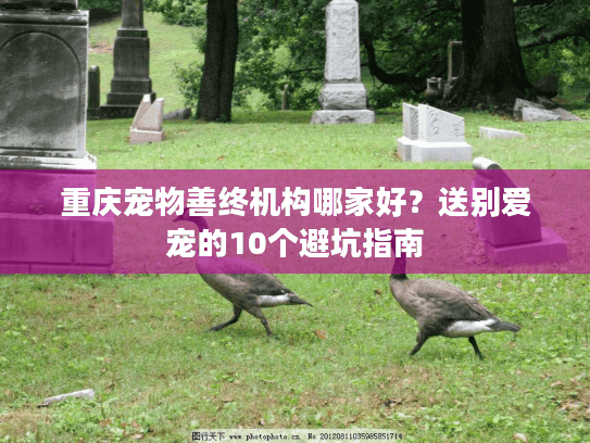 重庆宠物善终机构哪家好？送别爱宠的10个避坑指南
