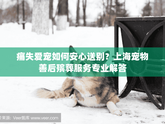 痛失爱宠如何安心送别？上海宠物善后殡葬服务专业解答