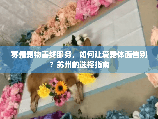 苏州宠物善终服务，如何让爱宠体面告别？苏州的选择指南
