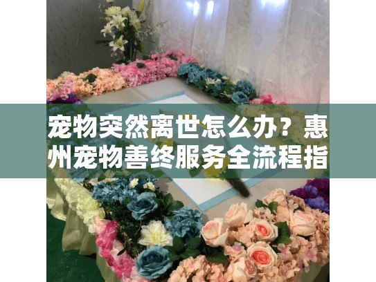 宠物突然离世怎么办？惠州宠物善终服务全流程指南