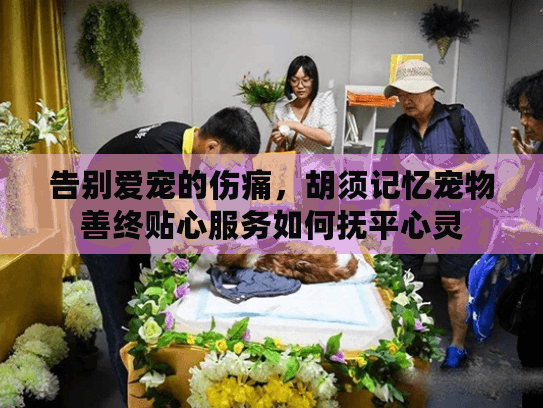 告别爱宠的伤痛，胡须记忆宠物善终贴心服务如何抚平心灵