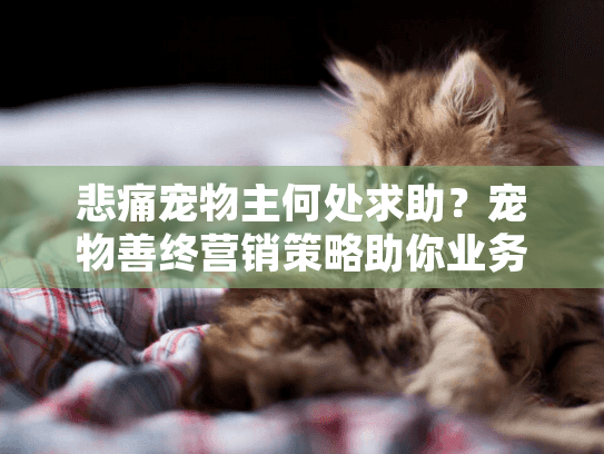 悲痛宠物主何处求助？宠物善终营销策略助你业务腾飞