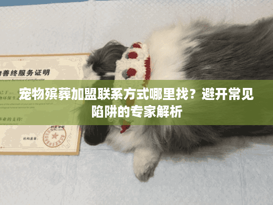 宠物殡葬加盟联系方式哪里找？避开常见陷阱的专家解析