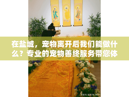 在盐城，宠物离开后我们能做什么？专业的宠物善终服务带您体面告别