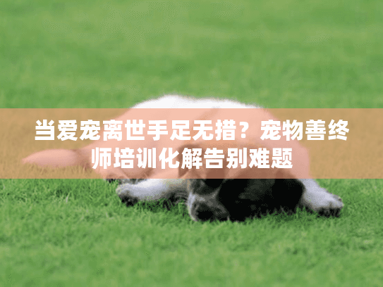 当爱宠离世手足无措？宠物善终师培训化解告别难题