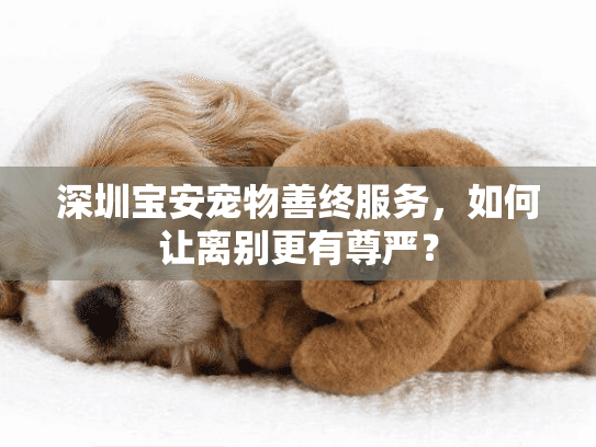 深圳宝安宠物善终服务，如何让离别更有尊严？
