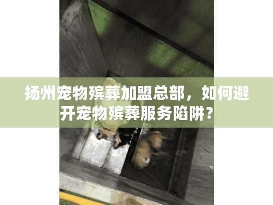 扬州宠物殡葬加盟总部，如何避开宠物殡葬服务陷阱？
