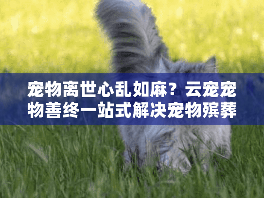 宠物离世心乱如麻？云宠宠物善终一站式解决宠物殡葬难题