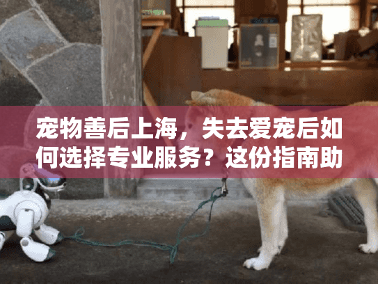 宠物善后上海，失去爱宠后如何选择专业服务？这份指南助您轻松应对